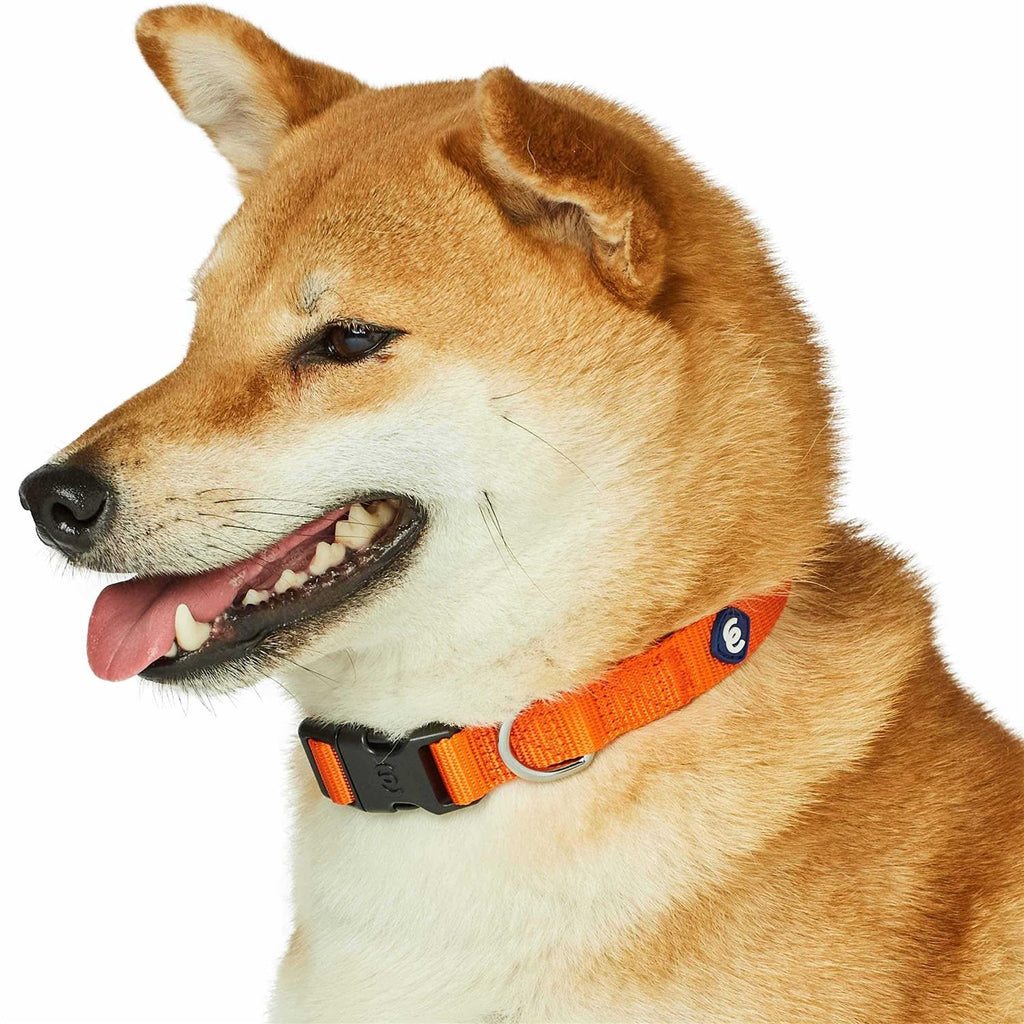 Classic Dog Collar V909306