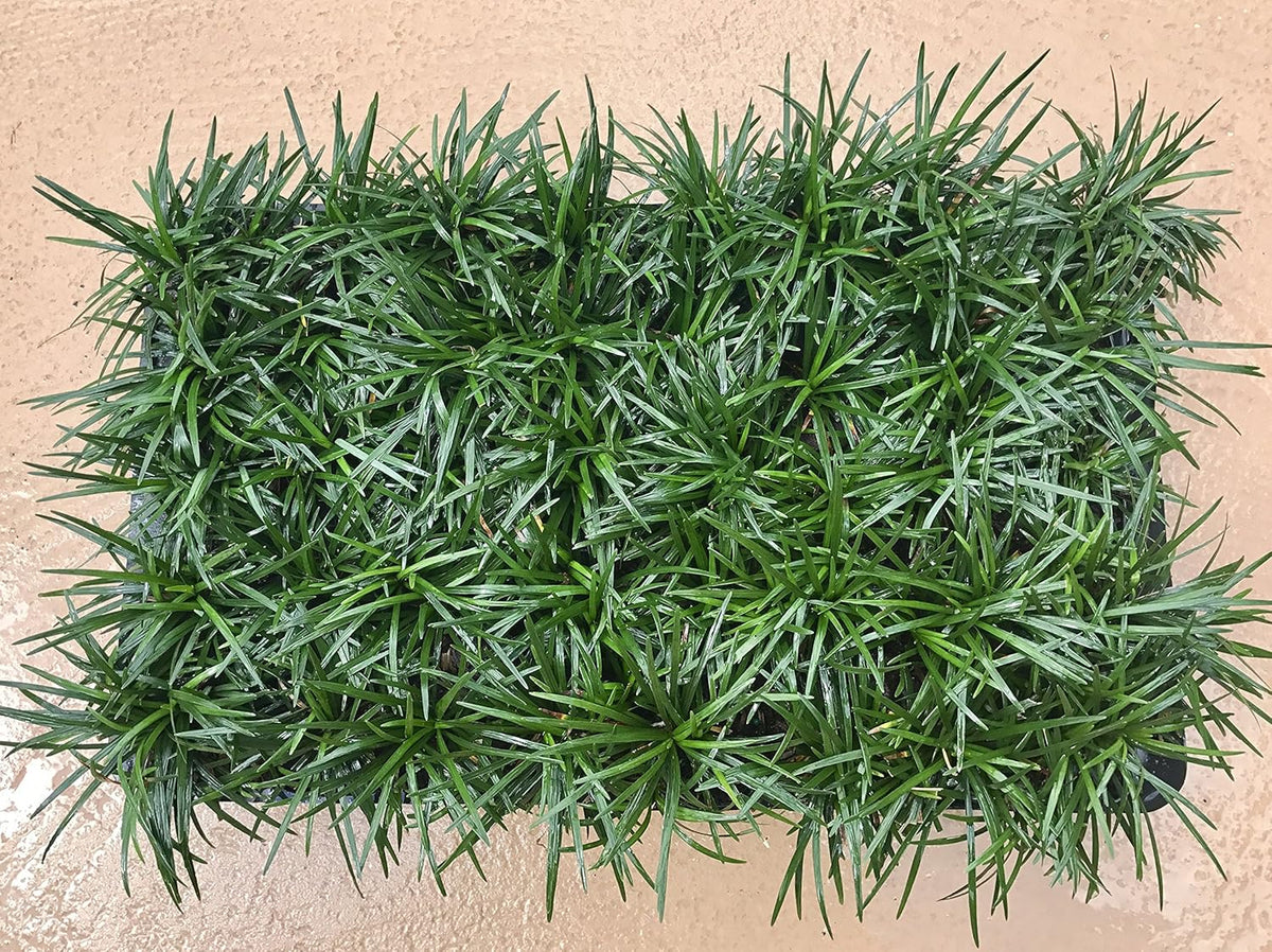 40 Live Plants Dwarf Mondo Grass Ground Cover J2172