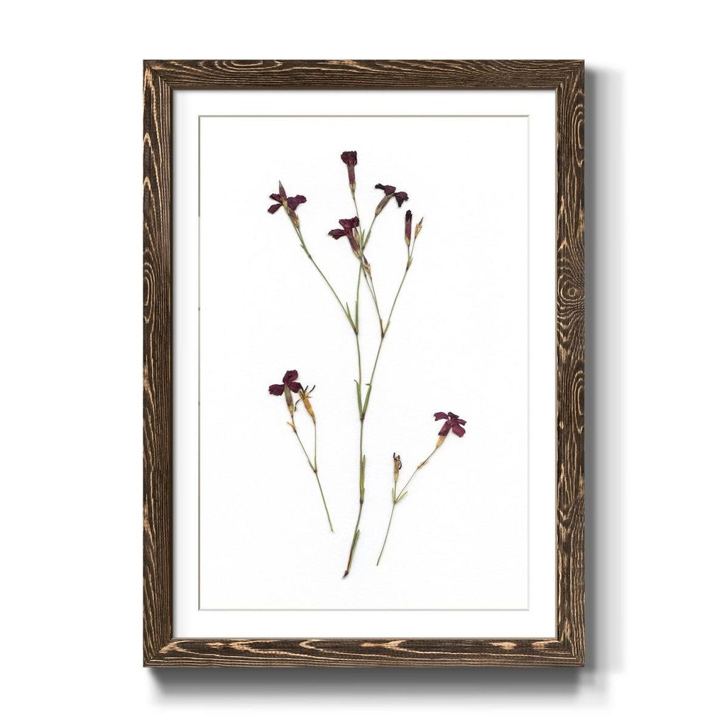 Walnut Framed Print Z683788
