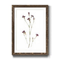 Walnut Framed Print Z683788
