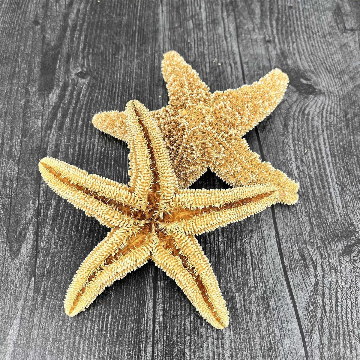 Starfish Decor R7172