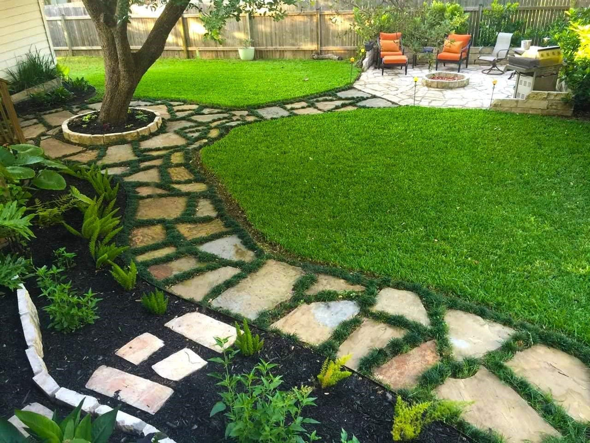 40 Live Plants Dwarf Mondo Grass Ground Cover J2172