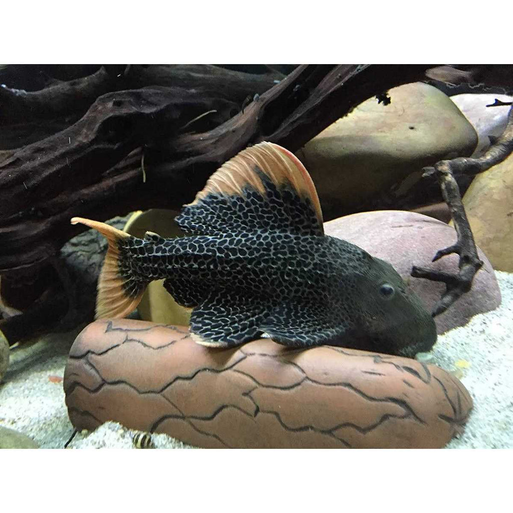 Aquarium Pleco Breeding Cave Fish Tank Decorations Q190
