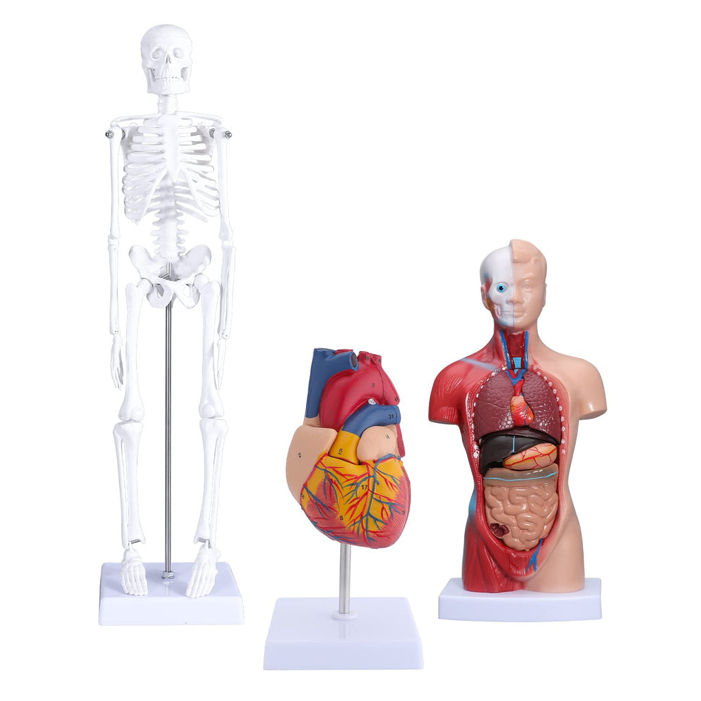 Human Skeleton Model Mini Painted Anatomy with Heart Nerves Arteries Removable Arms & Legs 85cm X4109