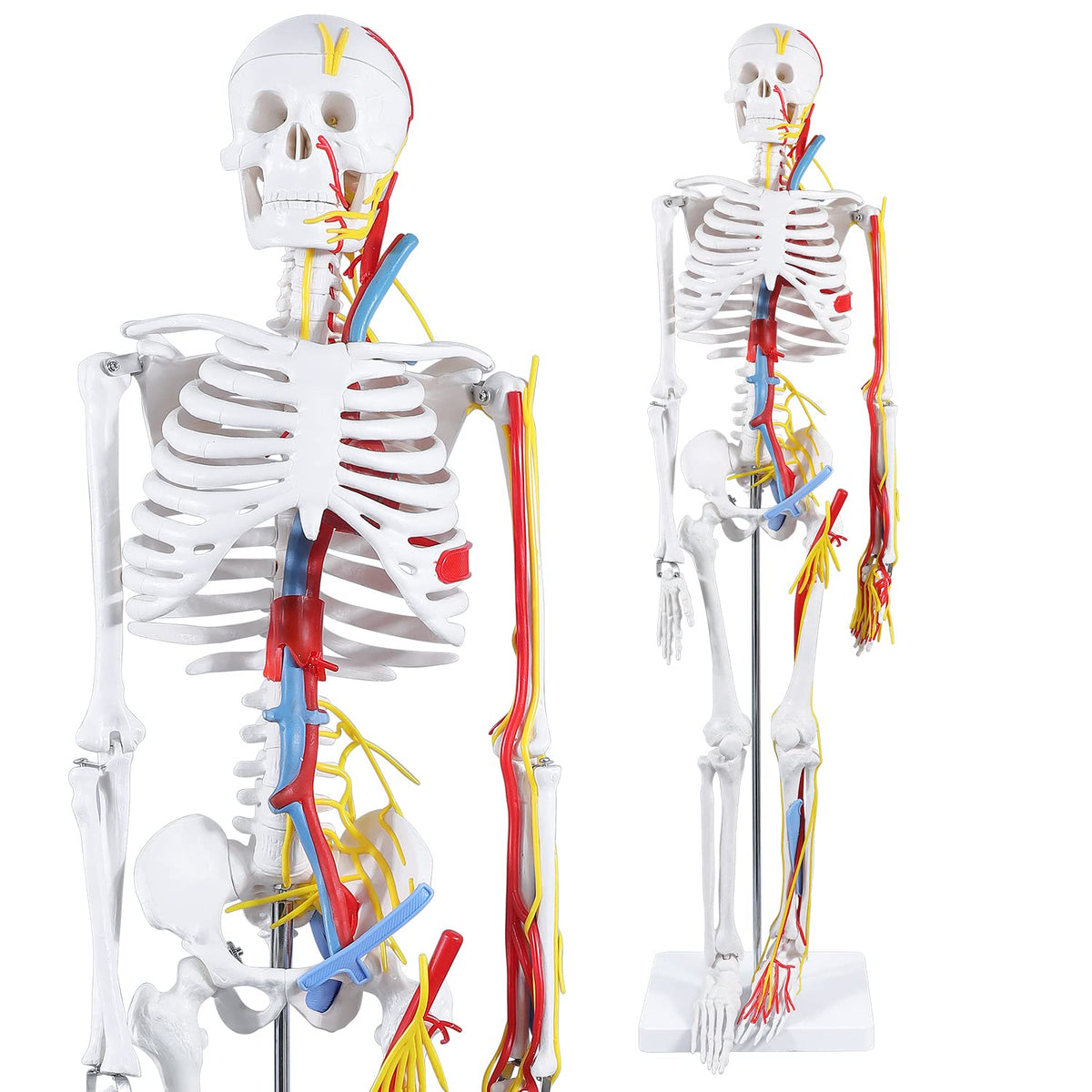 Human Skeleton Model Mini Painted Anatomy with Heart Nerves Arteries Removable Arms & Legs 85cm X4109