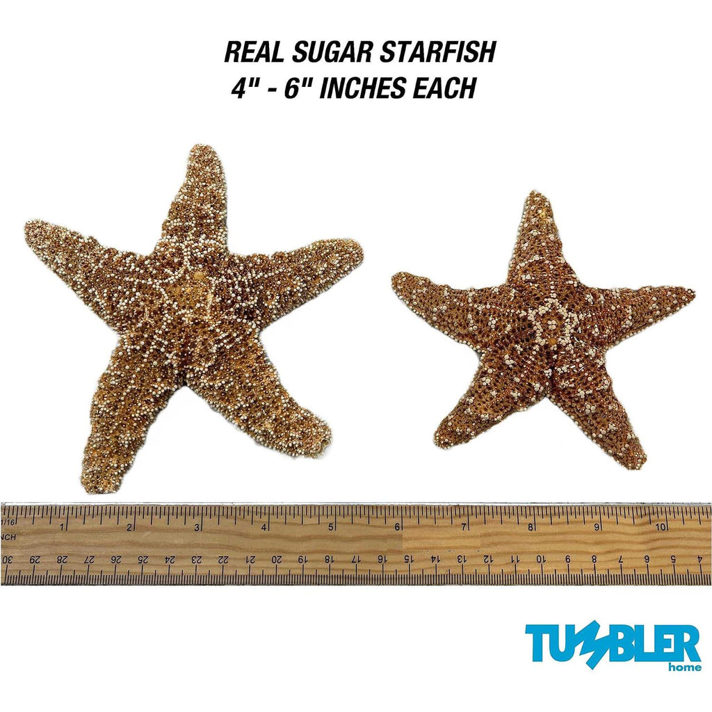 Starfish Decor R7172