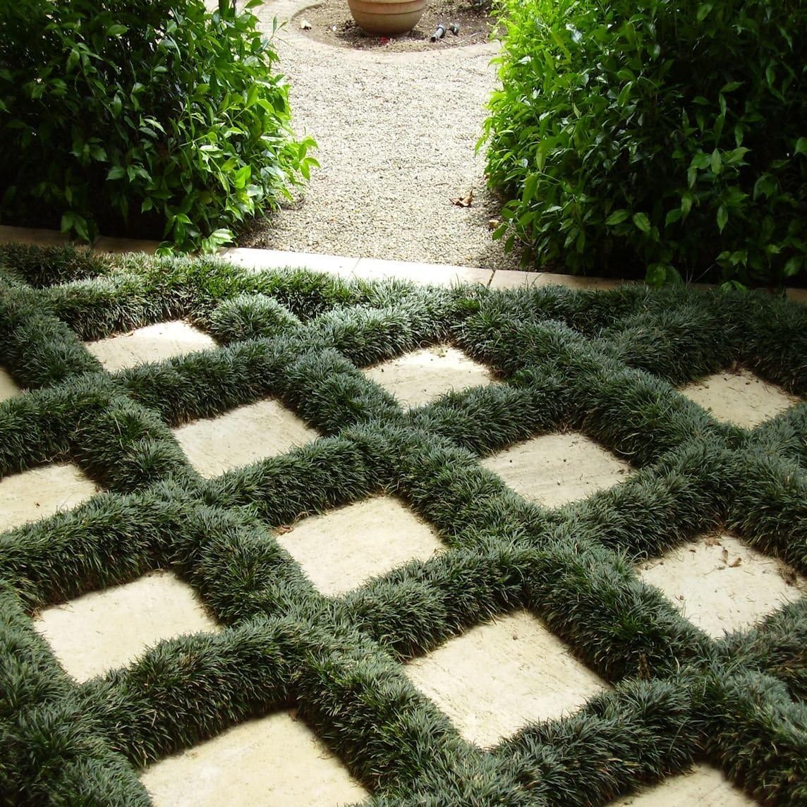 40 Live Plants Dwarf Mondo Grass Ground Cover J2172