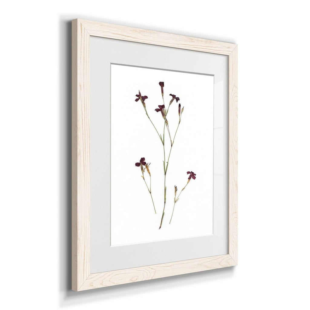 Walnut Framed Print Z683788