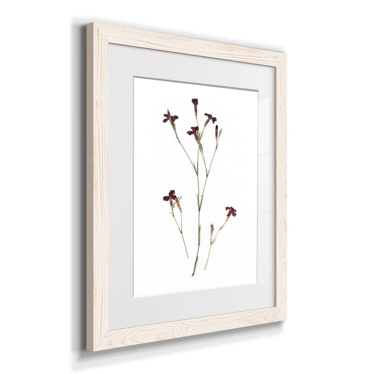 Walnut Framed Print Z683788