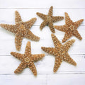 Starfish Decor R7172