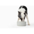 Pet Bowl D18457