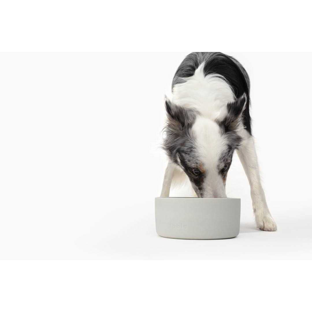 Pet Bowl D18457