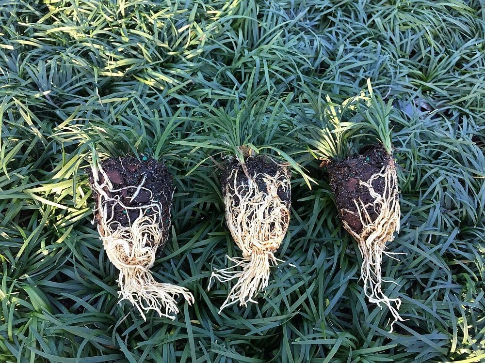 40 Live Plants Dwarf Mondo Grass Ground Cover J2172