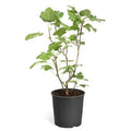 2 Gal Fig Tree C782870