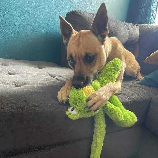 Dog Toy E930