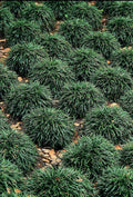 40 Live Plants Dwarf Mondo Grass Ground Cover J2172