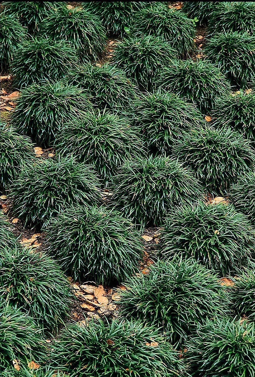 40 Live Plants Dwarf Mondo Grass Ground Cover J2172