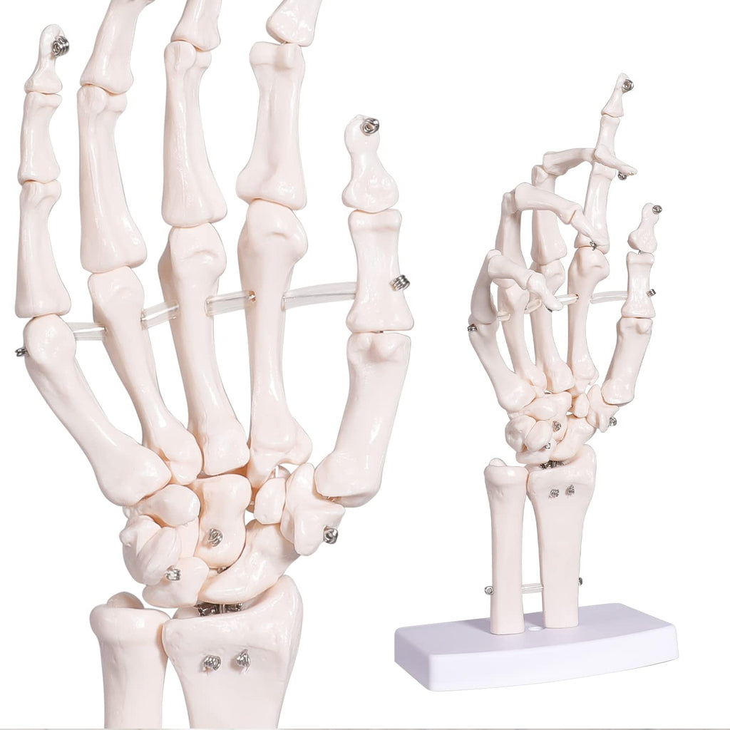 Human Skeleton Model Mini Painted Anatomy with Heart Nerves Arteries Removable Arms & Legs 85cm X4109