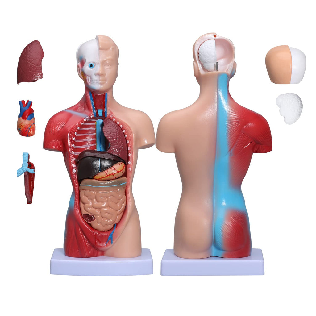 Human Skeleton Model Mini Painted Anatomy with Heart Nerves Arteries Removable Arms & Legs 85cm X4109