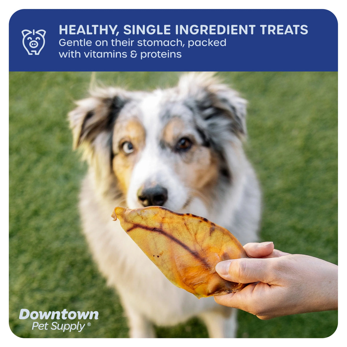 35 Pack Pig Ears Dog Chews Q77741