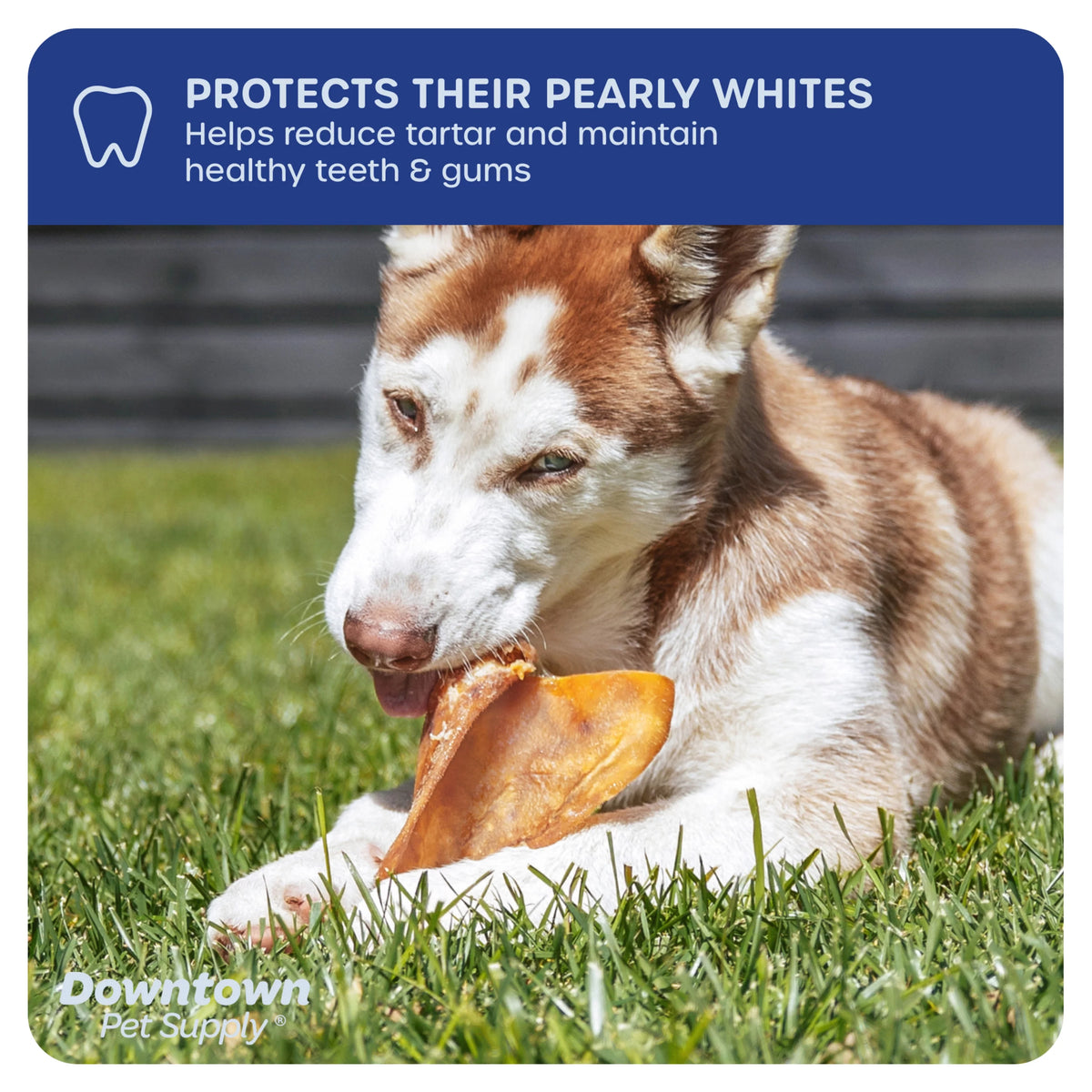 35 Pack Pig Ears Dog Chews Q77741