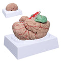 Human Skeleton Model Mini Painted Anatomy with Heart Nerves Arteries Removable Arms & Legs 85cm X4109