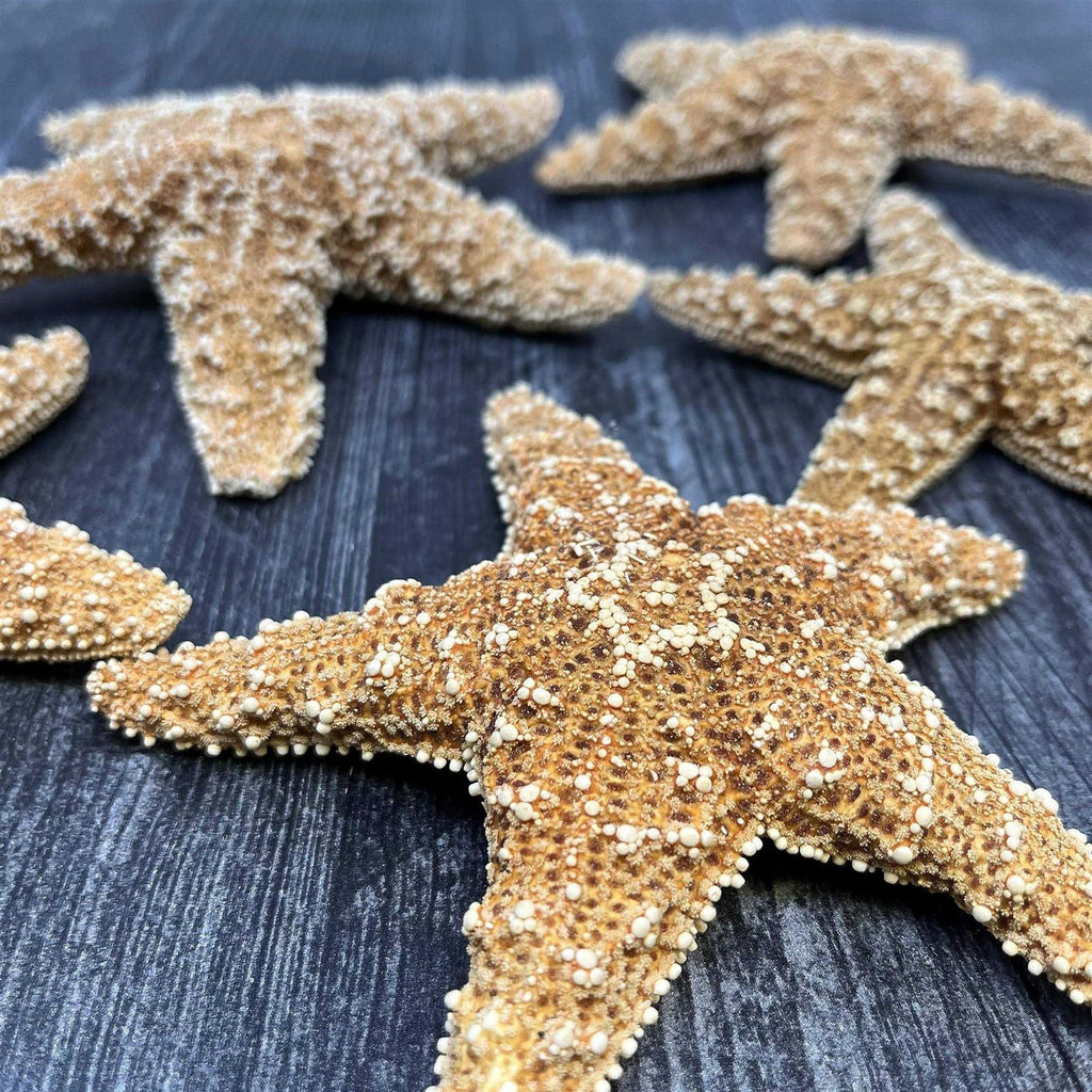 Starfish Decor R7172