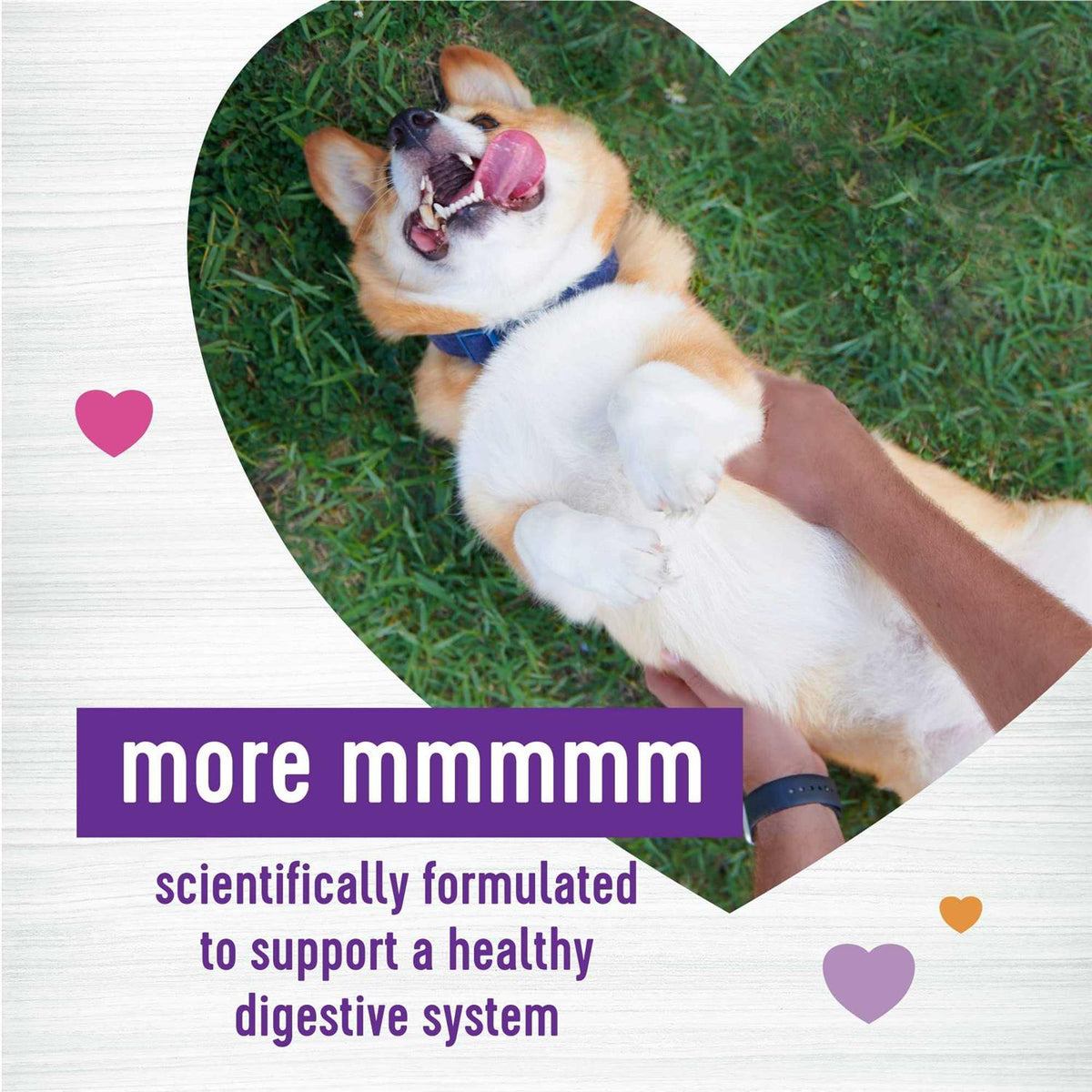 Pumpkin Flavored Soft Chew Digestive Health Supplements for Dogs F93224