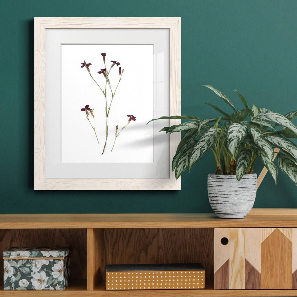 Walnut Framed Print Z683788
