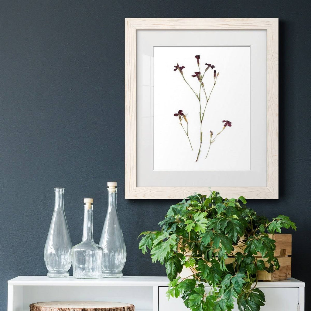 Walnut Framed Print Z683788