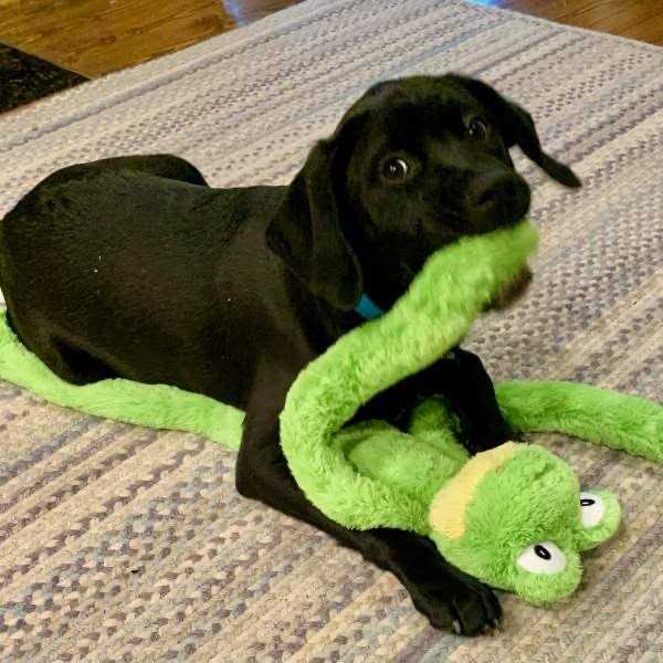 Dog Toy E930