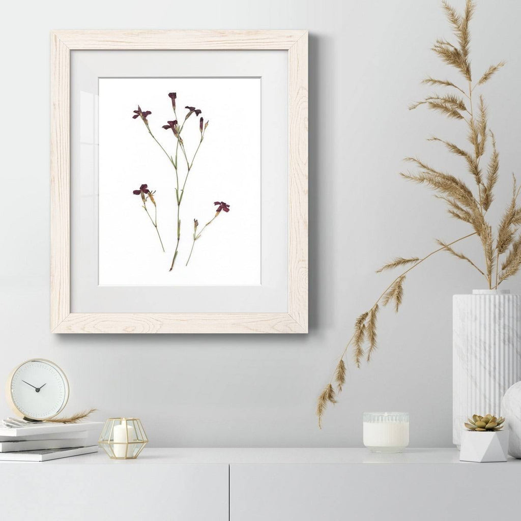 Walnut Framed Print Z683788