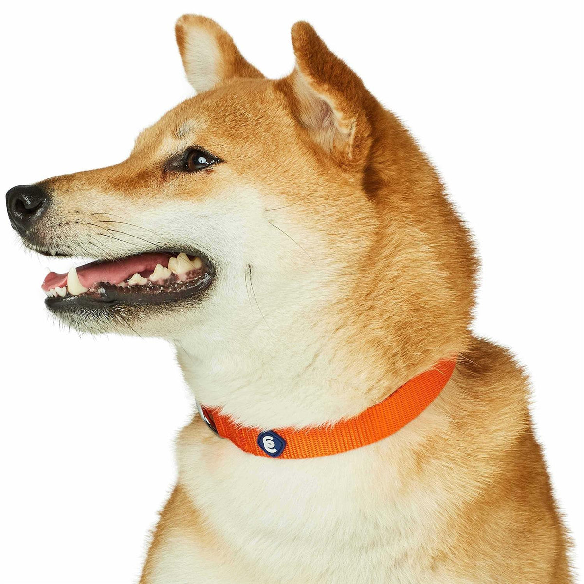 Classic Dog Collar V909306
