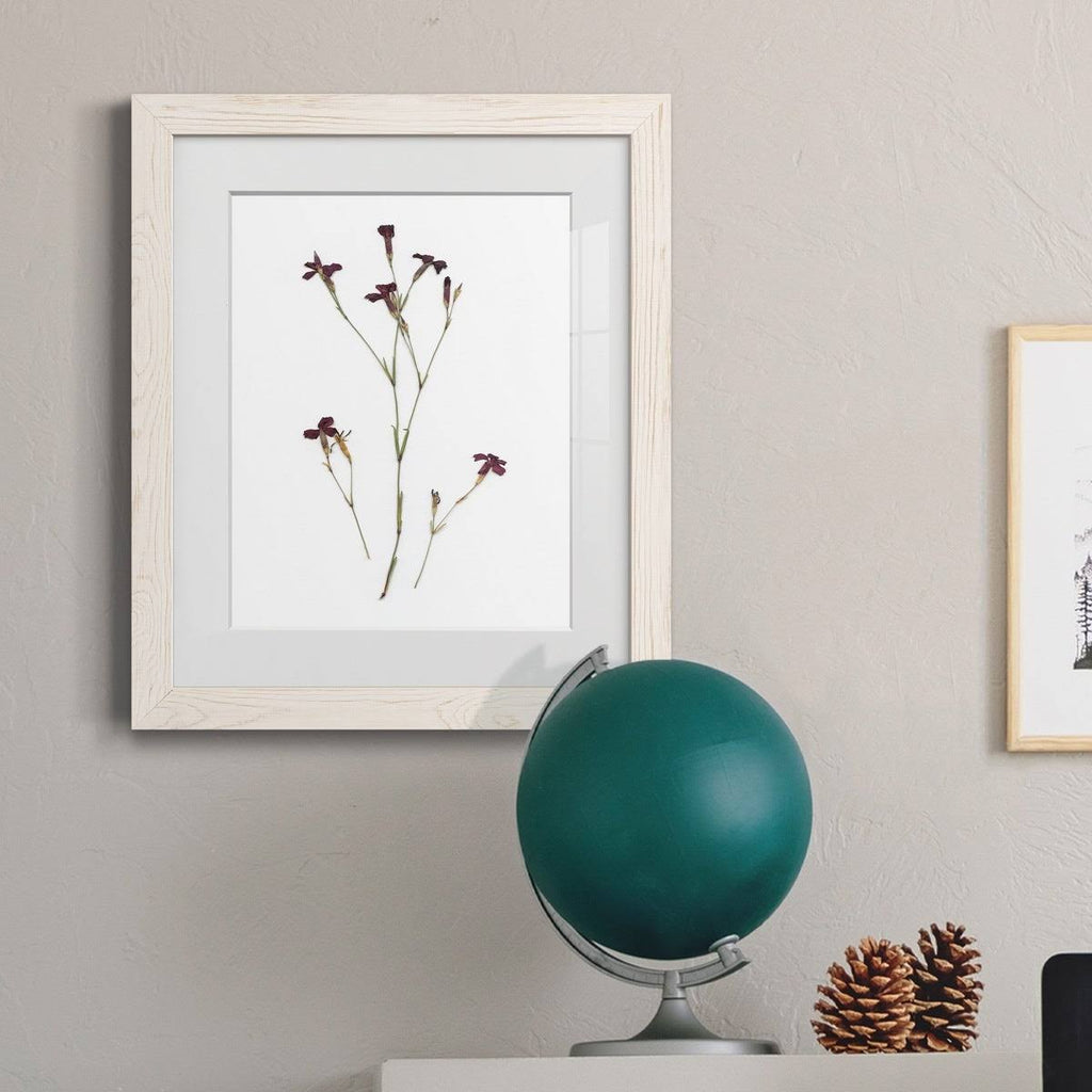 Walnut Framed Print Z683788